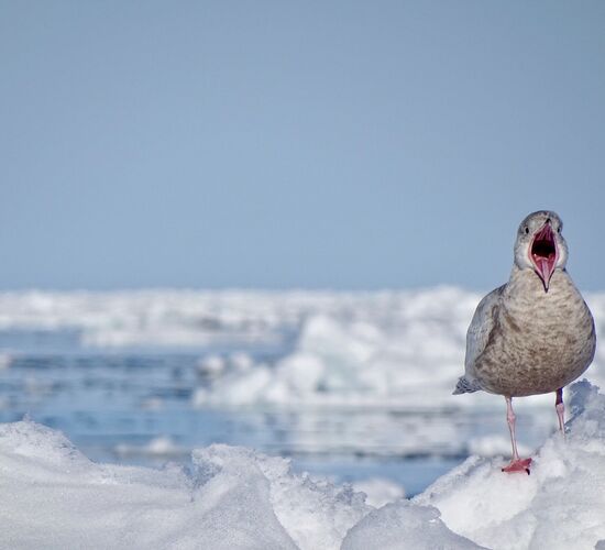Entdeckerreise Nordspitzbergen - Eisbären, Wale und mehr © Nordspitzbergen